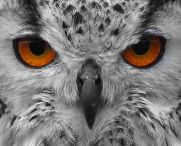 Owl with red eyes
